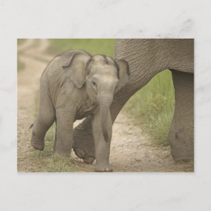 Carte Postale Eléphant indien / asiatique et jeune, Corbett 2