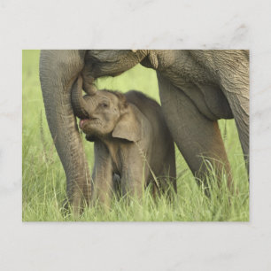 Carte Postale Eléphant indien / asiatique et jeune, Corbett 2