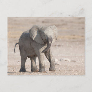 Carte Postale Éléphant jeune et joueur
