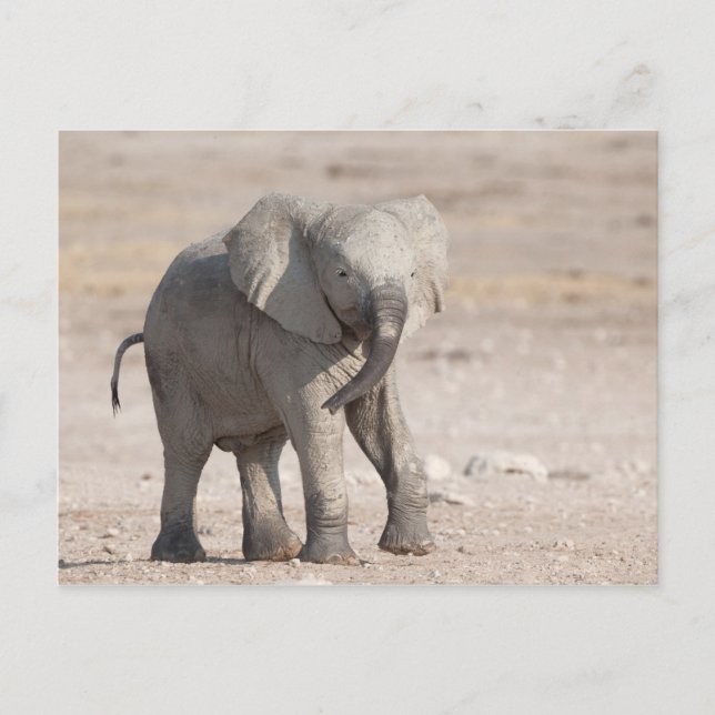 Carte Postale Éléphant jeune et joueur (Devant)