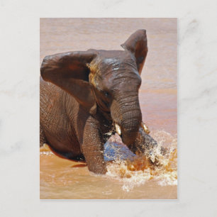 Carte Postale Eléphant jouant avec l'eau