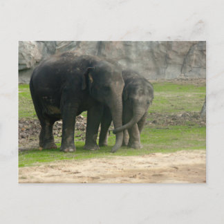 Carte Postale Elephant Loe