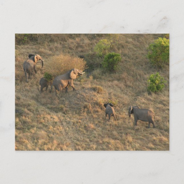 Carte Postale éléphant marchant aérien (Devant)