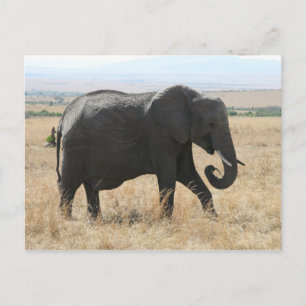 Carte Postale éléphant marche