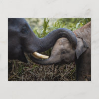 Eléphant mère et bébé montrant une affection