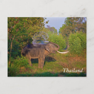 Carte Postale Éléphant merveilleux de Thaïlande
