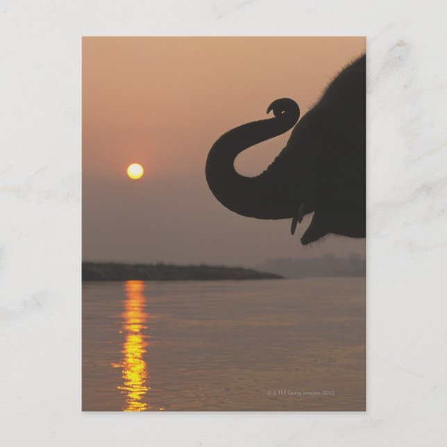 Carte Postale Elephant, Parc national de Chitwan, Népal (Devant)