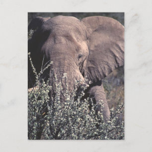 Carte Postale Elephant - Parc national d'Etosha, Namibie