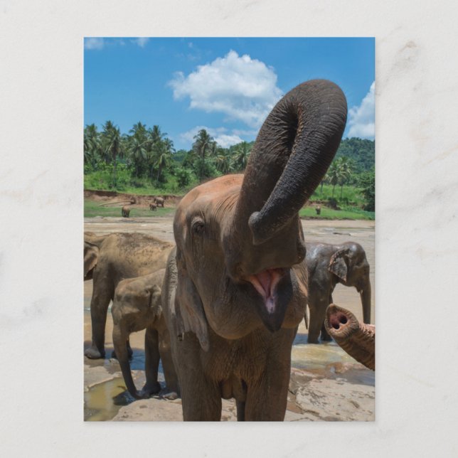 Carte Postale Éléphant Sri Lanka (Devant)
