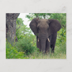 Carte postale éléphante