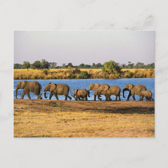 Carte postale Elephants (Devant)