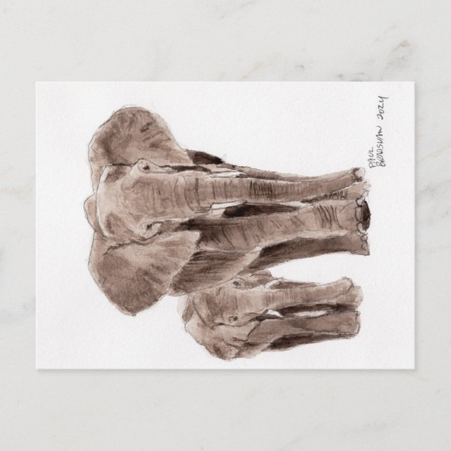 carte postale éléphants (Devant)