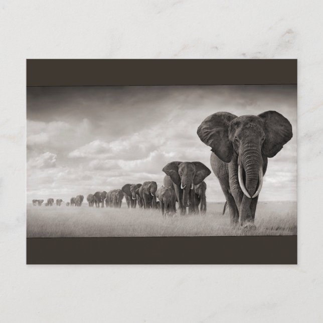 Carte Postale Eléphants (Devant)