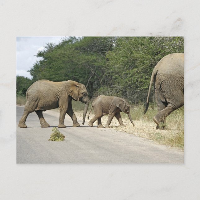 Carte Postale Elephants (Devant)