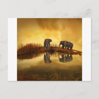 Carte Postale Eléphants