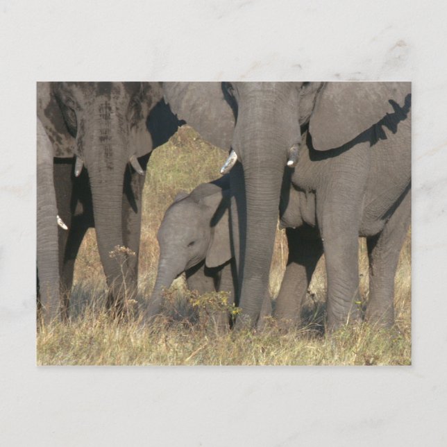 Carte Postale éléphants africains (Devant)