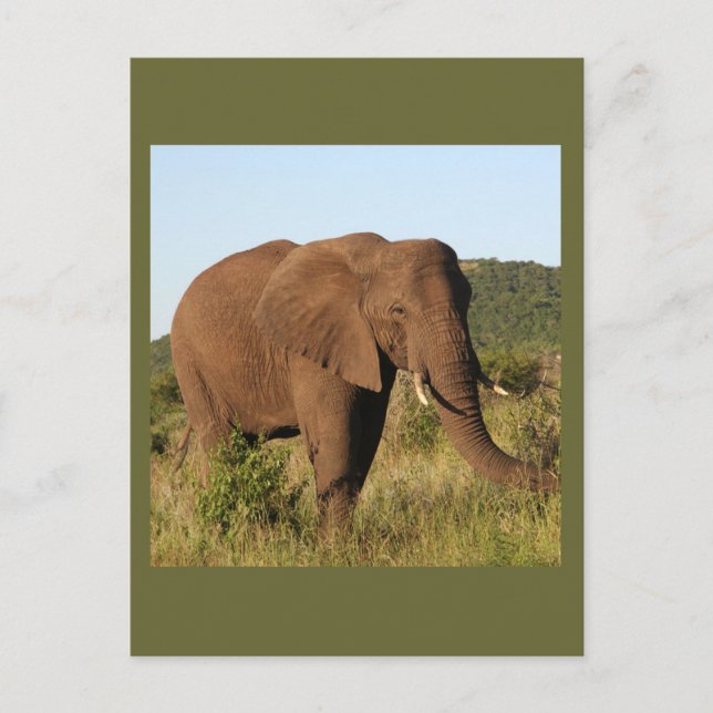 Carte Postale Eléphants africains (Devant)
