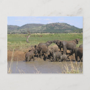 Carte Postale Eléphants africains