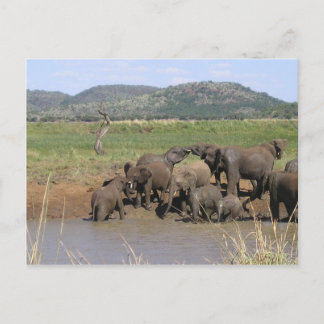 Carte Postale Eléphants africains