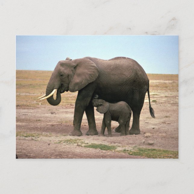 Carte Postale Eléphants africains - Petite infirmière de veau (Devant)