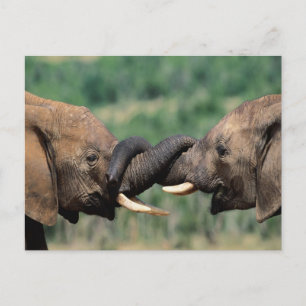 Carte Postale Eléphants amoureux