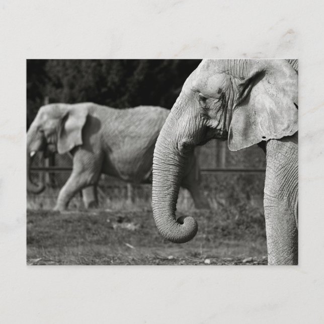 Carte postale Eléphants Asiatiques (Devant)