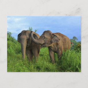 Carte Postale Éléphants asiatiques