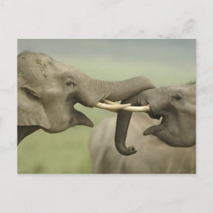 Carte Postale Éléphants asiatiques indiens s'amusent à se battre