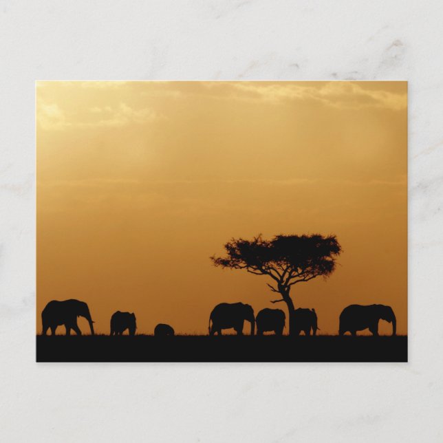 Carte Postale Éléphants au coucher du soleil (Devant)