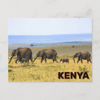 Carte Postale Eléphants Au Kenya