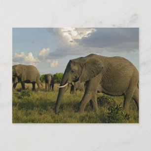 Carte Postale Éléphants d'Afrique en train de paître, Loxodonta