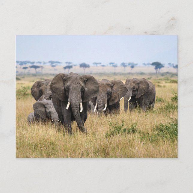 Carte Postale Éléphants dans la Masai Mara (Devant)