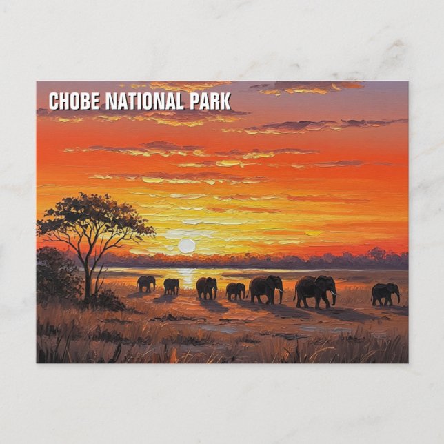 Carte Postale Eléphants dans le Parc national de Chobe Botswana (Devant)