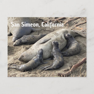 Carte Postale Éléphants de mer