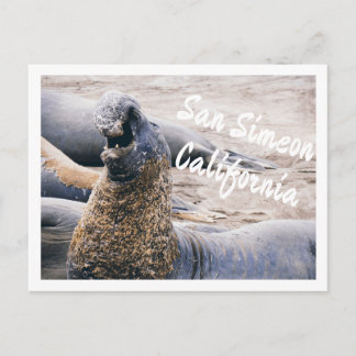 Carte Postale Éléphants de mer