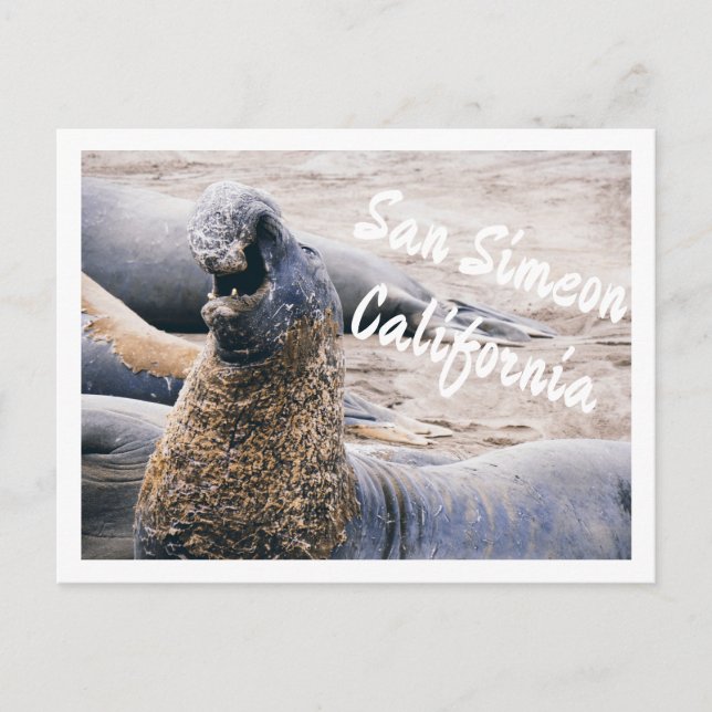 Carte Postale Éléphants de mer (Devant)