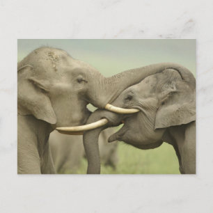 Carte Postale Éléphants indiens/asiatiques jouent le combat,