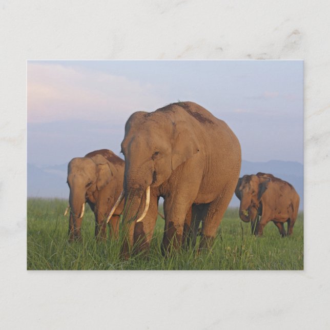Carte Postale Éléphants indiens dans la prairie (Devant)