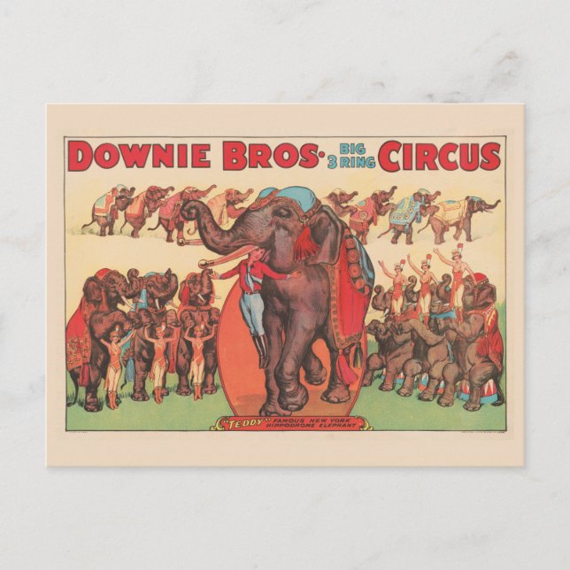 Carte Postale Éléphants Savants Avec Femmes Et Dresseur. (Devant)