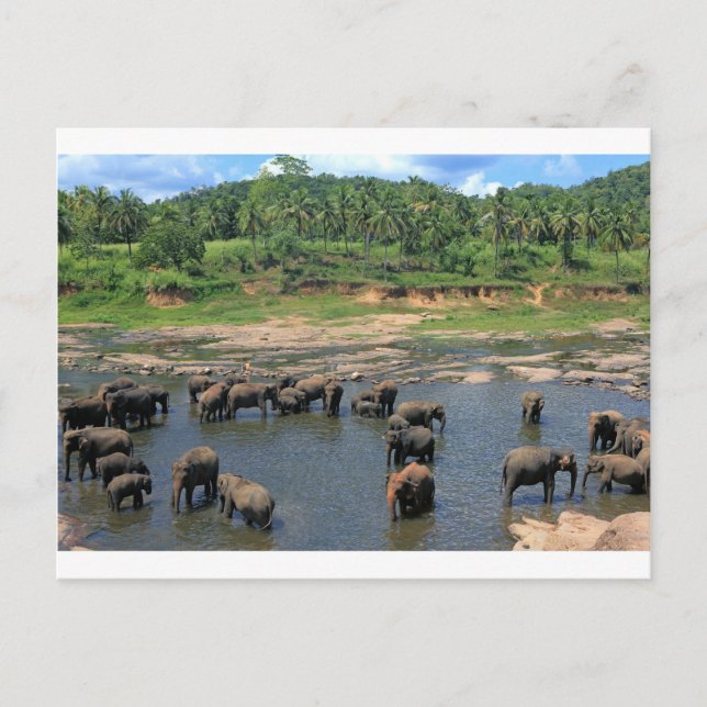 Carte Postale Eléphants Sri Lanka (Devant)