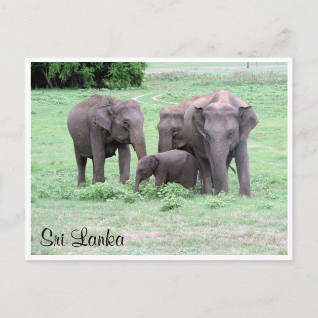 Carte Postale éléphants sri lankais (Devant)