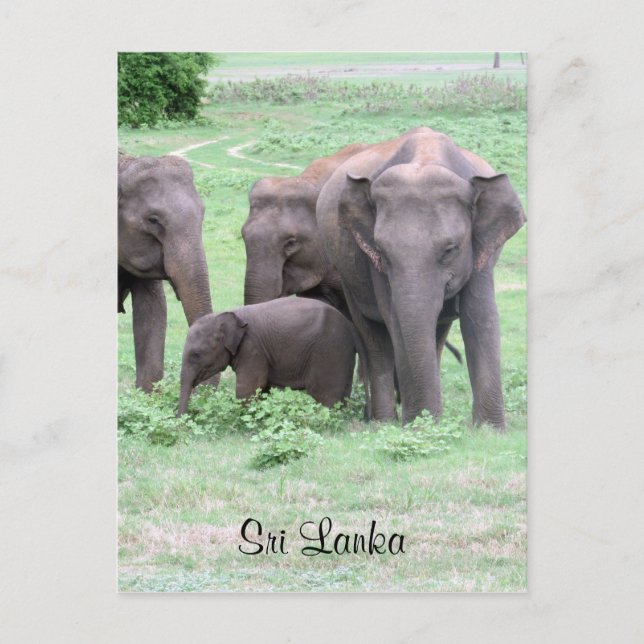 Carte Postale éléphants sri lankais (Devant)