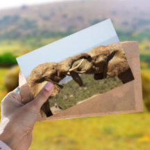 Carte postale Elephants Tussling