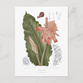 Carte Postale Elettaria speciosa