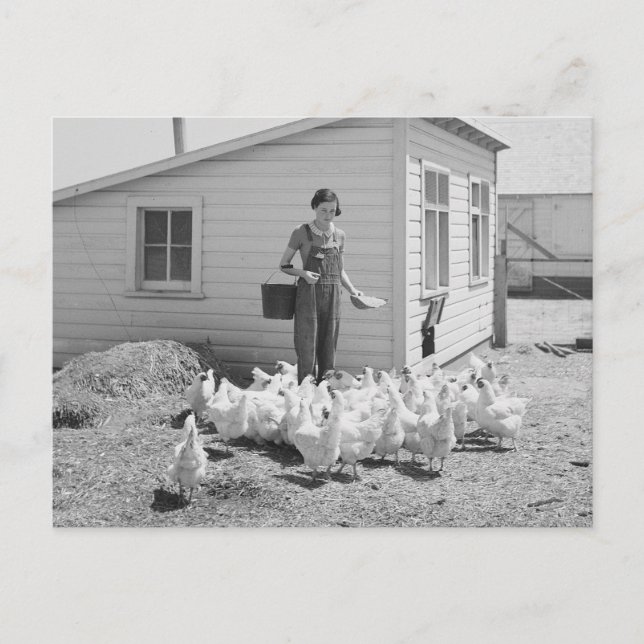 Carte Postale Élevage de poulets chez les filles de ferme, 1936 (Devant)