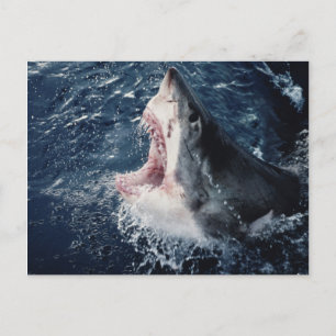 Carte Postale Elevated Shark mouth open