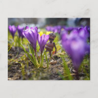 Elfe d'Acorn avec ressort de fleur de crocus pourp