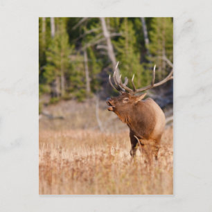 Carte Postale Elk