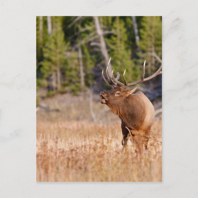 Carte Postale Elk (Devant)