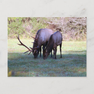 Carte postale Elk